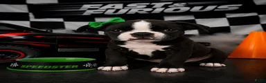 Boston terrier pug  Breed 4