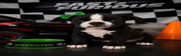Mixed Breed dogs for sale: Boston terrier pug  Breed 4 - Ad 1