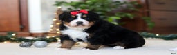 Bernese Mountain Dog dogs for sale: Princess Star - Ad 6