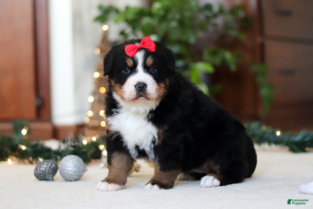 Bernese Mountain Dog dogs for sale: Princess Star - Ad 6
