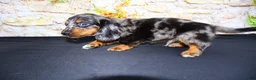 Miniature Dachshund dogs for sale: Avery - Ad 7