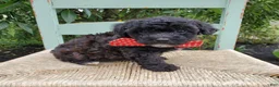 Toy Poodle dogs for sale: Billy - Ad 4