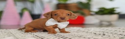 Dachshund dogs for sale: Wyatt - Ad 4