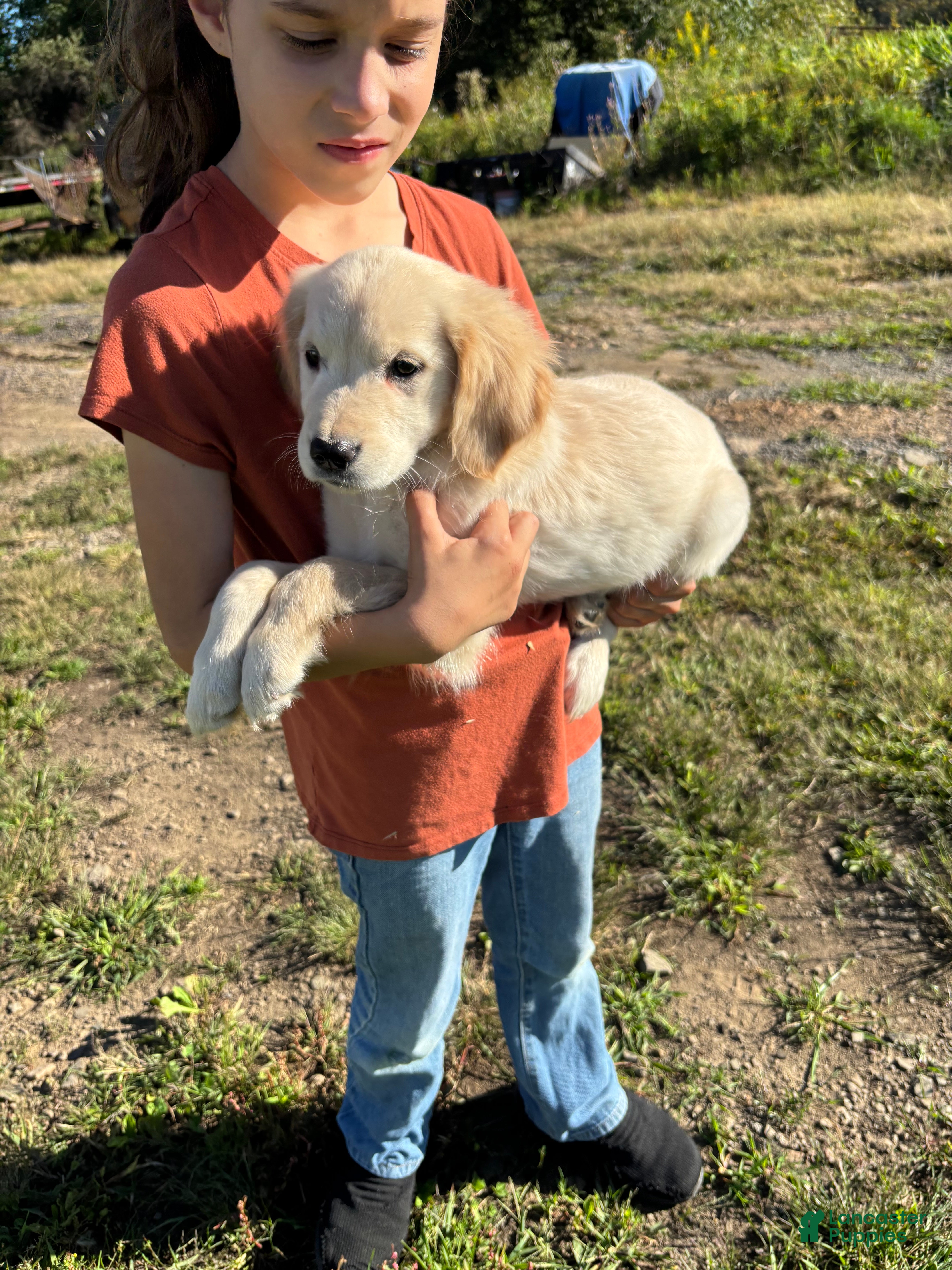 Golden Retriever dogs Claire - Ad 2