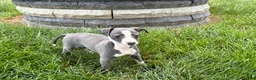 Italian Greyhound dogs for sale: Fiona - Ad 4