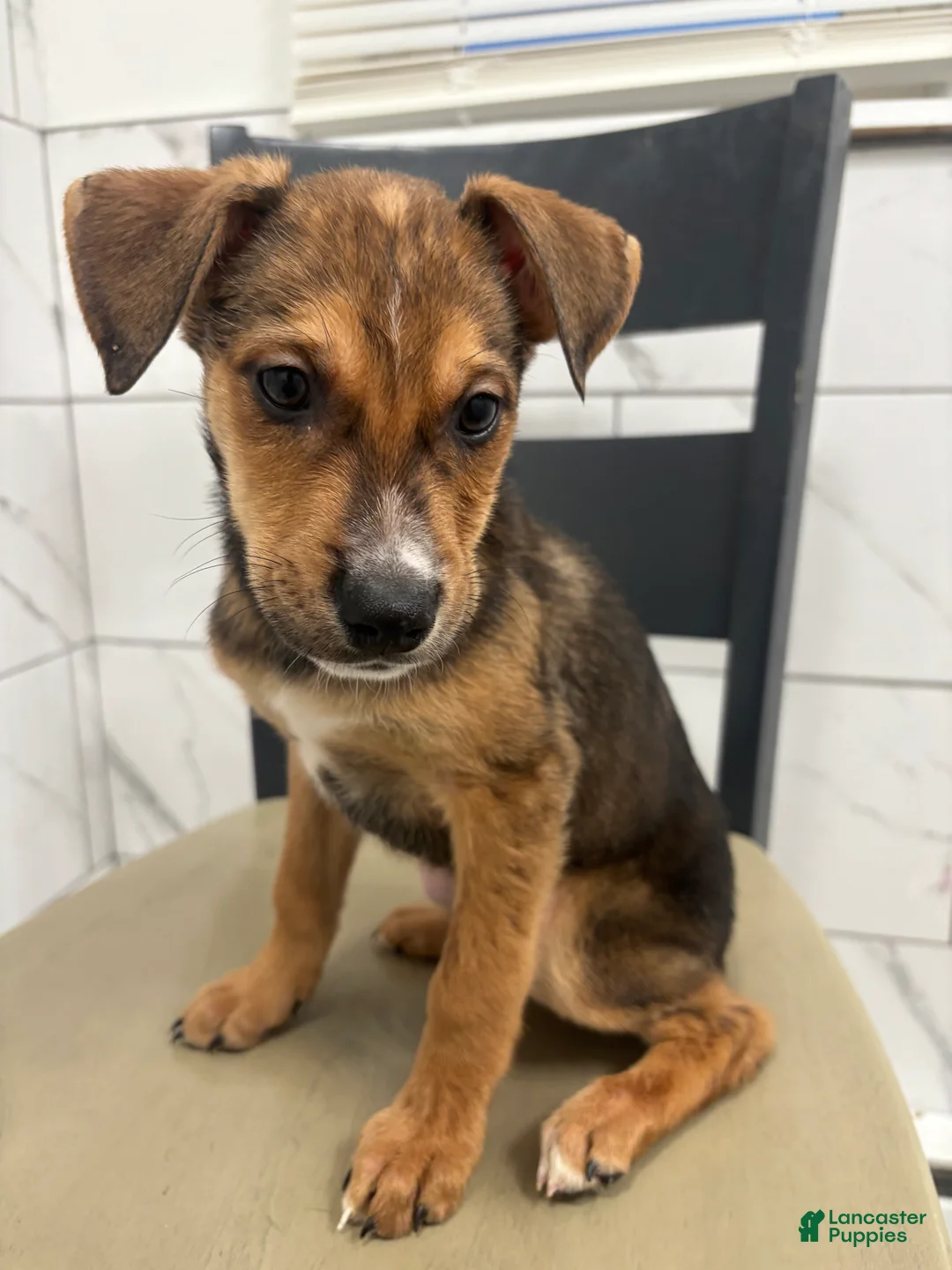 Mixed Breed dogs for sale: Mixed Breed Puppy 5 - Ad 1