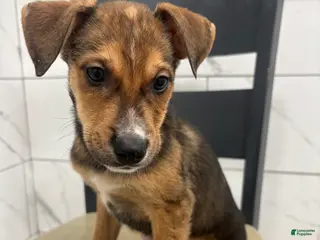 Mixed Breed dogs Mixed Breed Puppy 5 - Ad 41