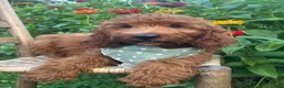 Irish Doodle dogs for sale: Franklin - Ad 12