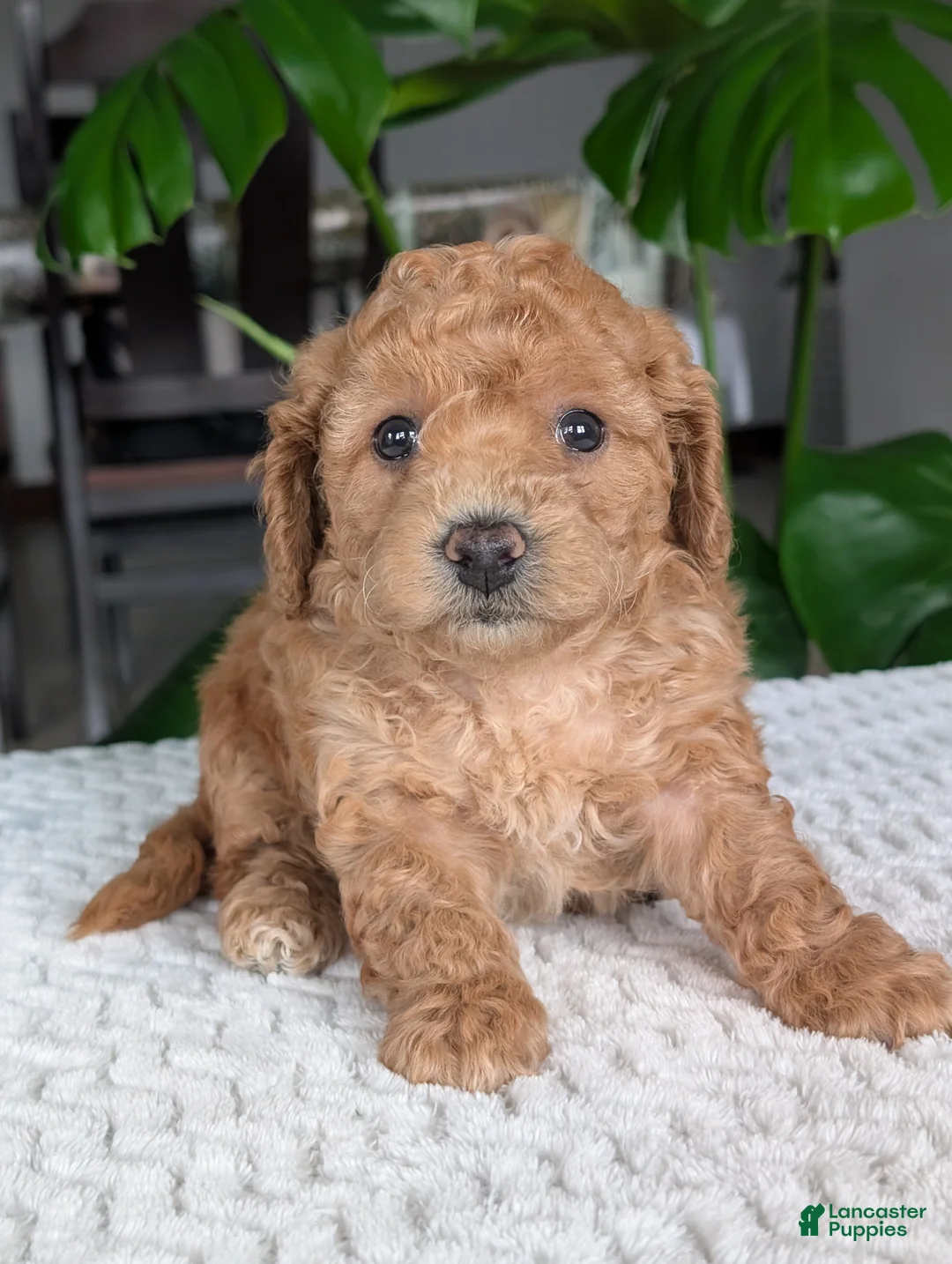 Bichpoo dogs for sale: Kylie - Ad 12