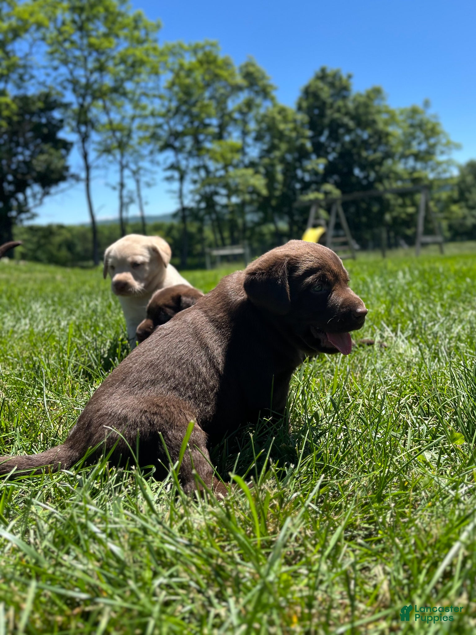 Labrador Retriever dogs for sale: Baylee - Ad 4