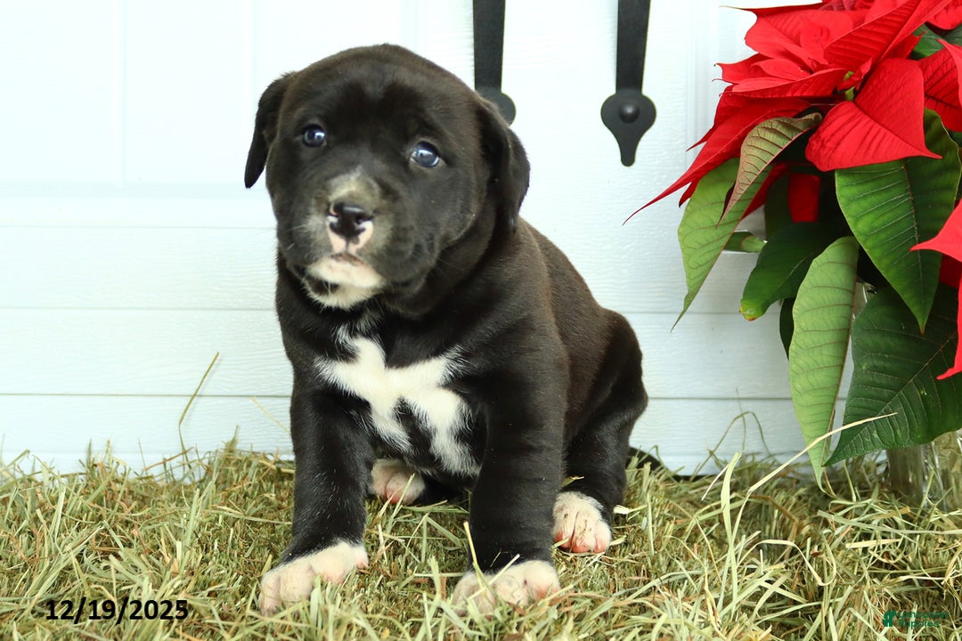 Mixed Breed dogs for sale: Trixie - Ad 4