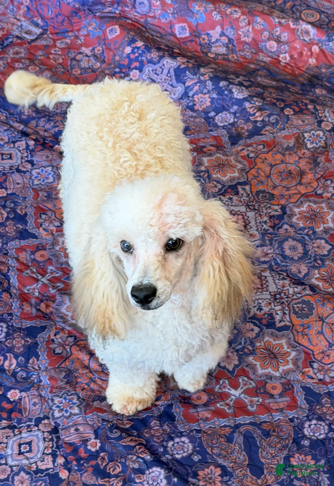 Toy Poodle dogs for sale: Marshall - Ad 2