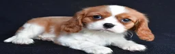 Cavalier King Charles Spaniel dogs for sale: Avery - Ad 4