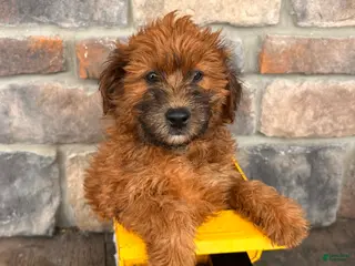 Whoodle dogs Westin - Ad 1