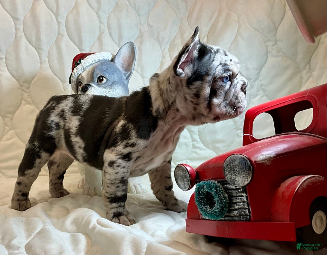 French Bulldog dogs for sale: Shell - Ad 1