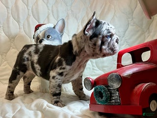 French Bulldog dogs Shell - Ad 1