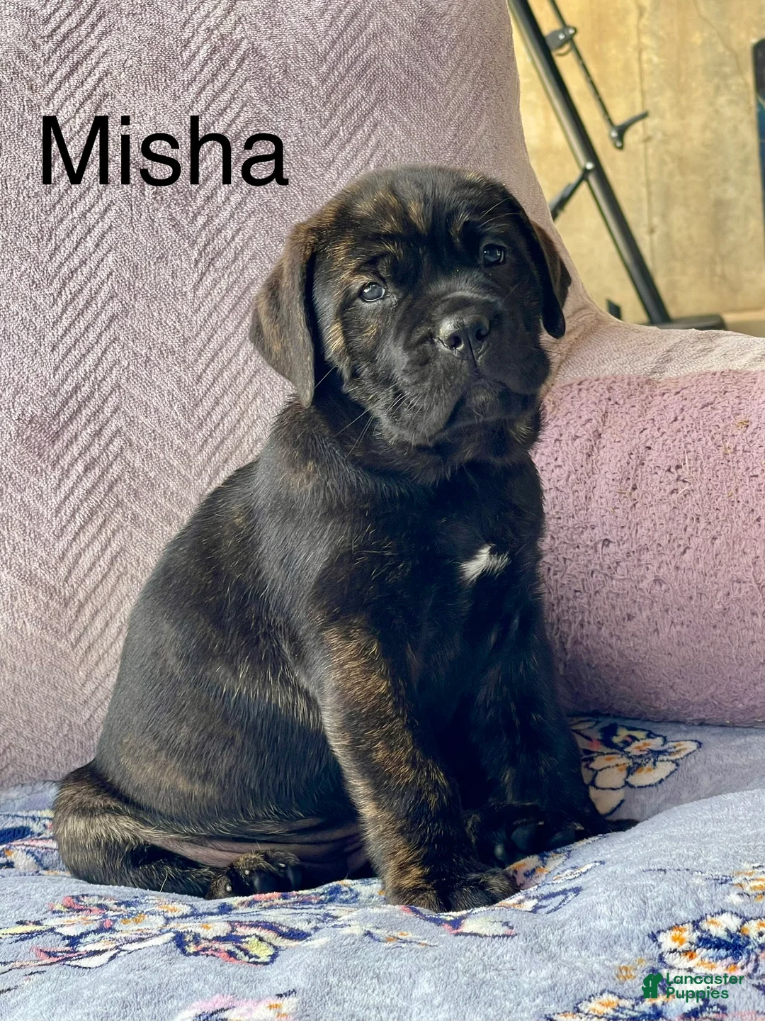 Cane Corso dogs for sale: Cane Corso misha - Ad 1