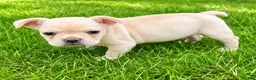 French Bulldog dogs for sale: French Bulldog Male LEO - Ad 5