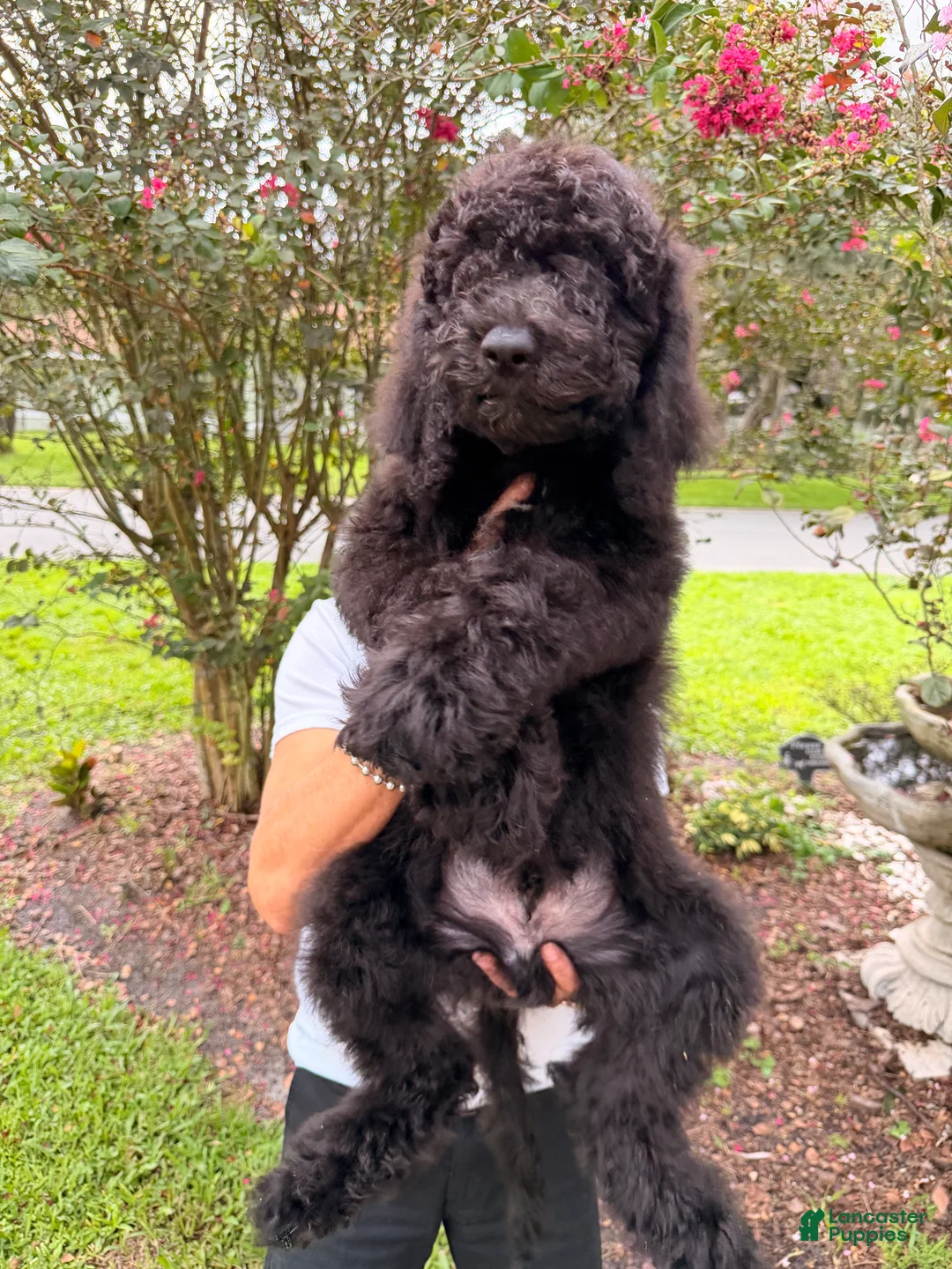 Goldendoodle dogs for sale: Sam - Ad 1