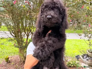 Goldendoodle dogs Sam - Ad 17
