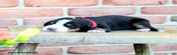 Greater Swiss Mountain Dog dogs for sale: Verena - Ad 3