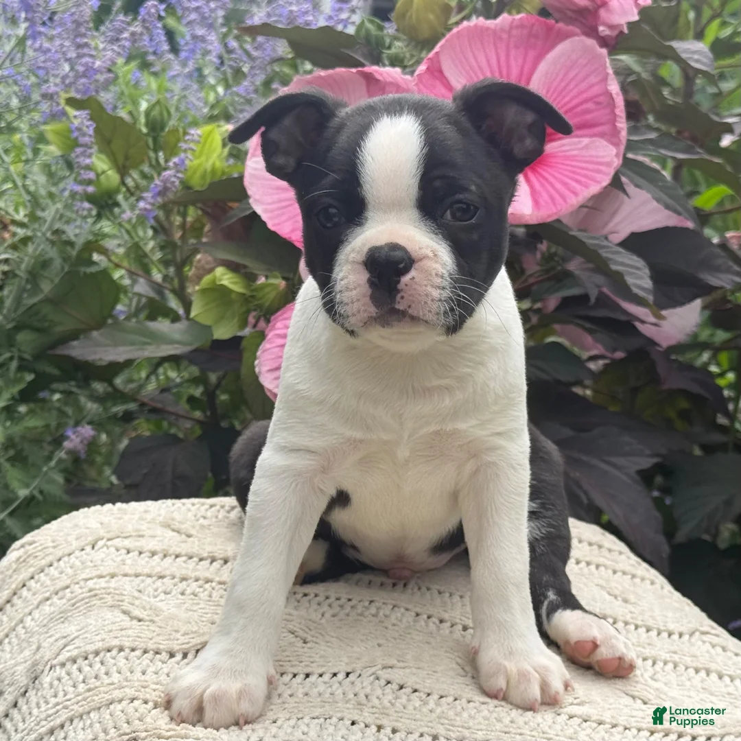 Boston Terrier dogs for sale: Silas - Ad 2