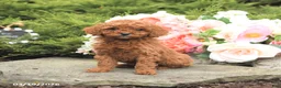 Mini Goldendoodle dogs for sale: Sawyer - Ad 4