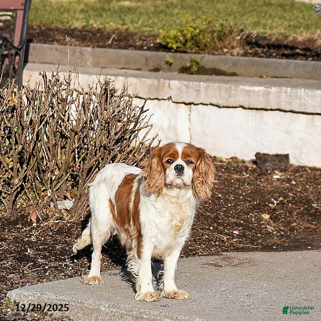Cavalier King Charles Spaniel dogs for sale: Vanilla - Ad 4