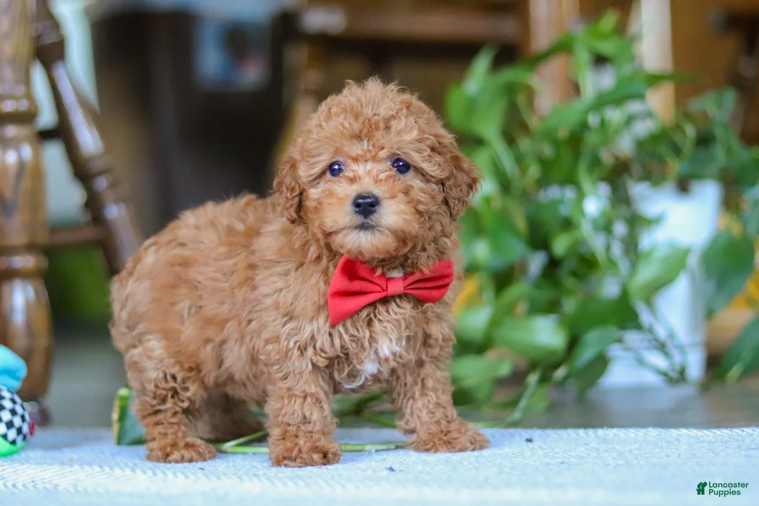 Miniature Poodle dogs for sale: Asher - Ad 2