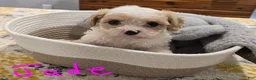 Cavapoo dogs for sale: Jade - Ad 1