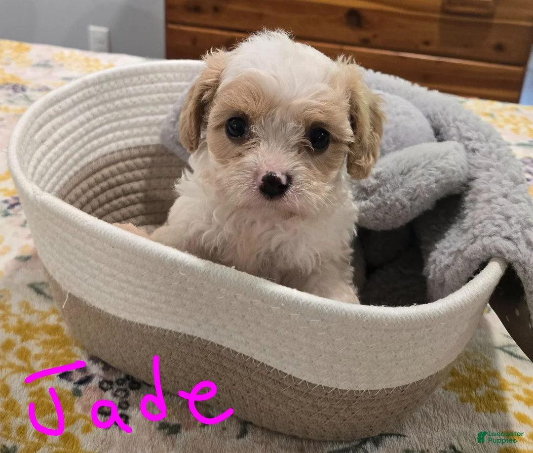 Cavapoo dogs for sale: Jade - Ad 1