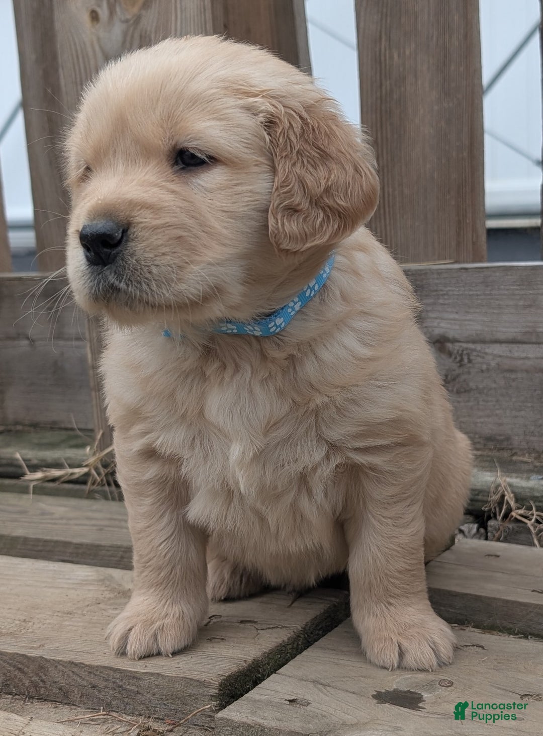 Golden Retriever dogs for sale: Rocky - Ad 6