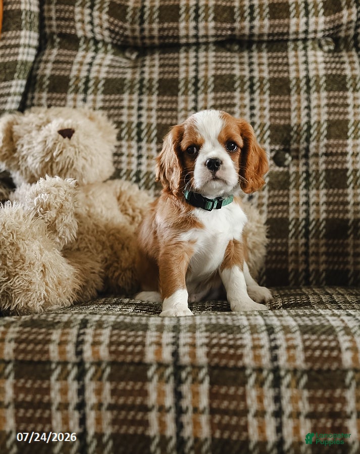Cavalier King Charles Spaniel dogs Denver - Ad 1