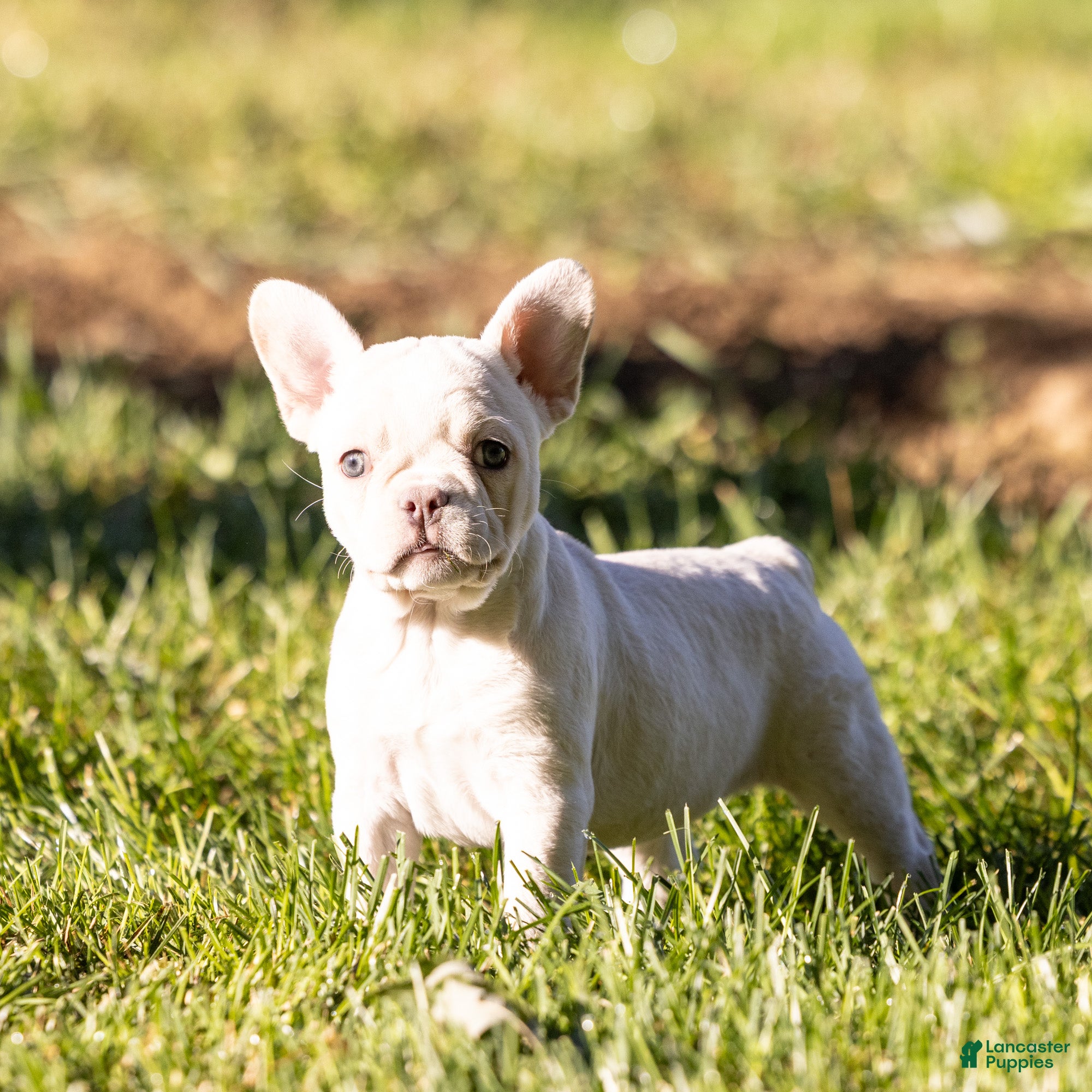 French Bulldog dogs Goldie (tiny) - Ad 2