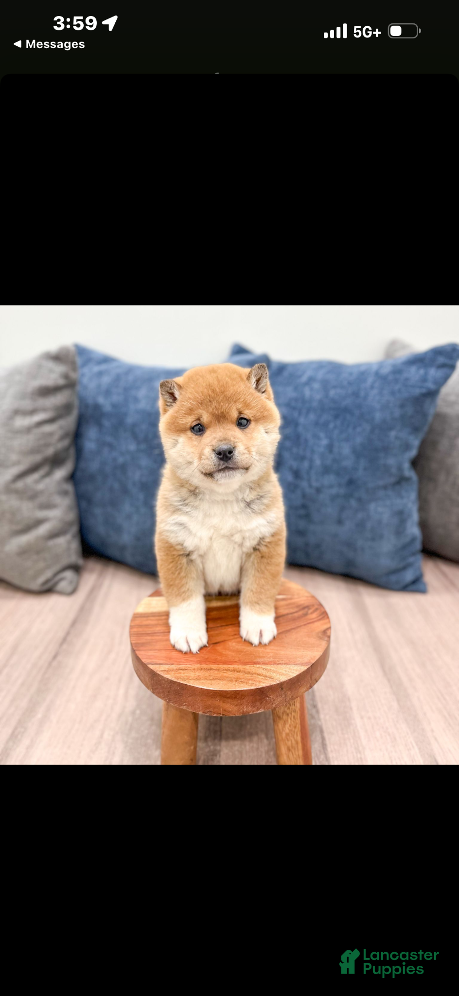 Shiba Inu dogs Shiba Inu Puppy 1 - Ad 15