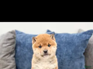 Shiba Inu dogs Shiba Inu Puppy 1 - Ad 29