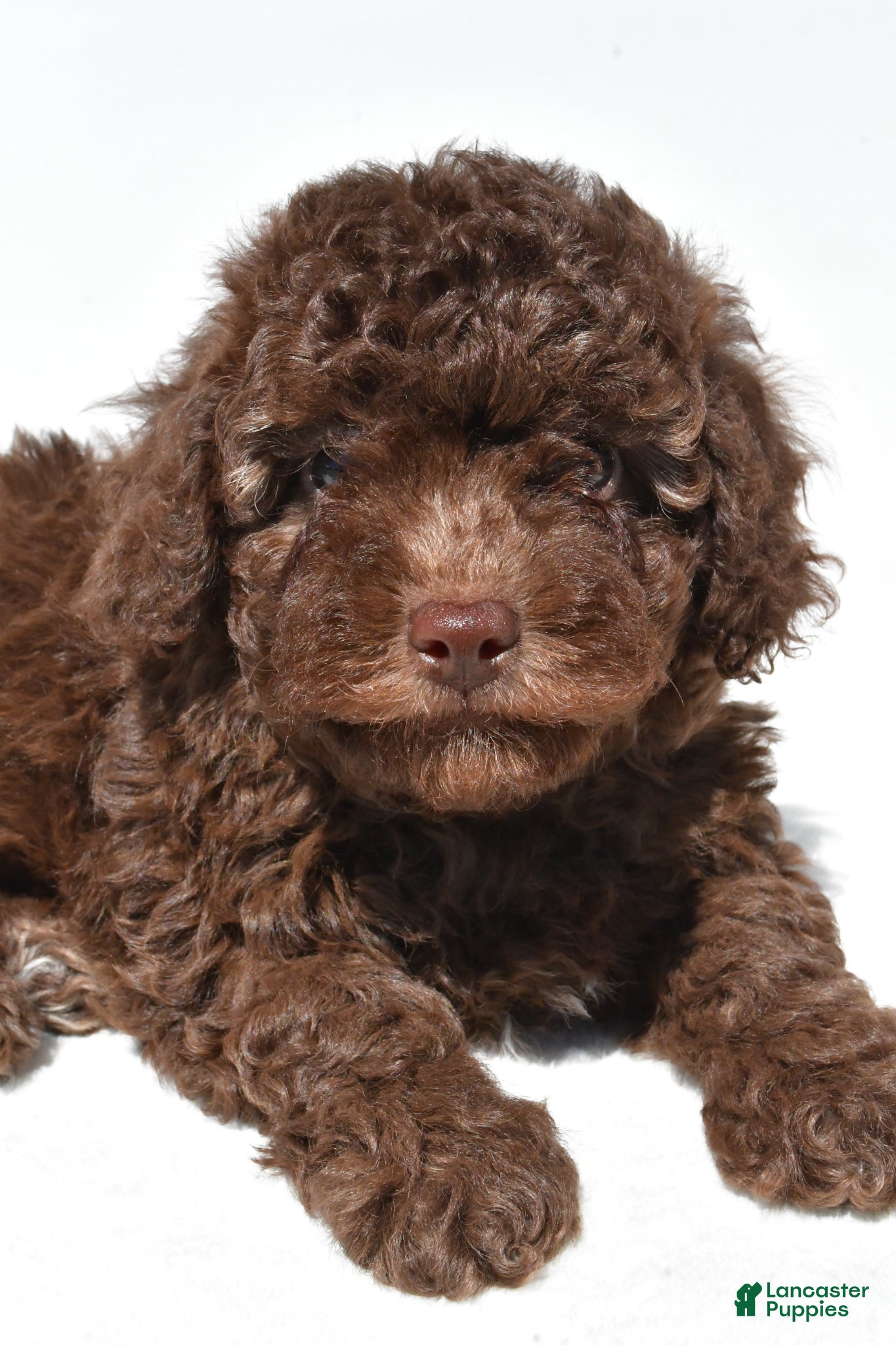 Miniature Poodle dogs Marco - Ad 2