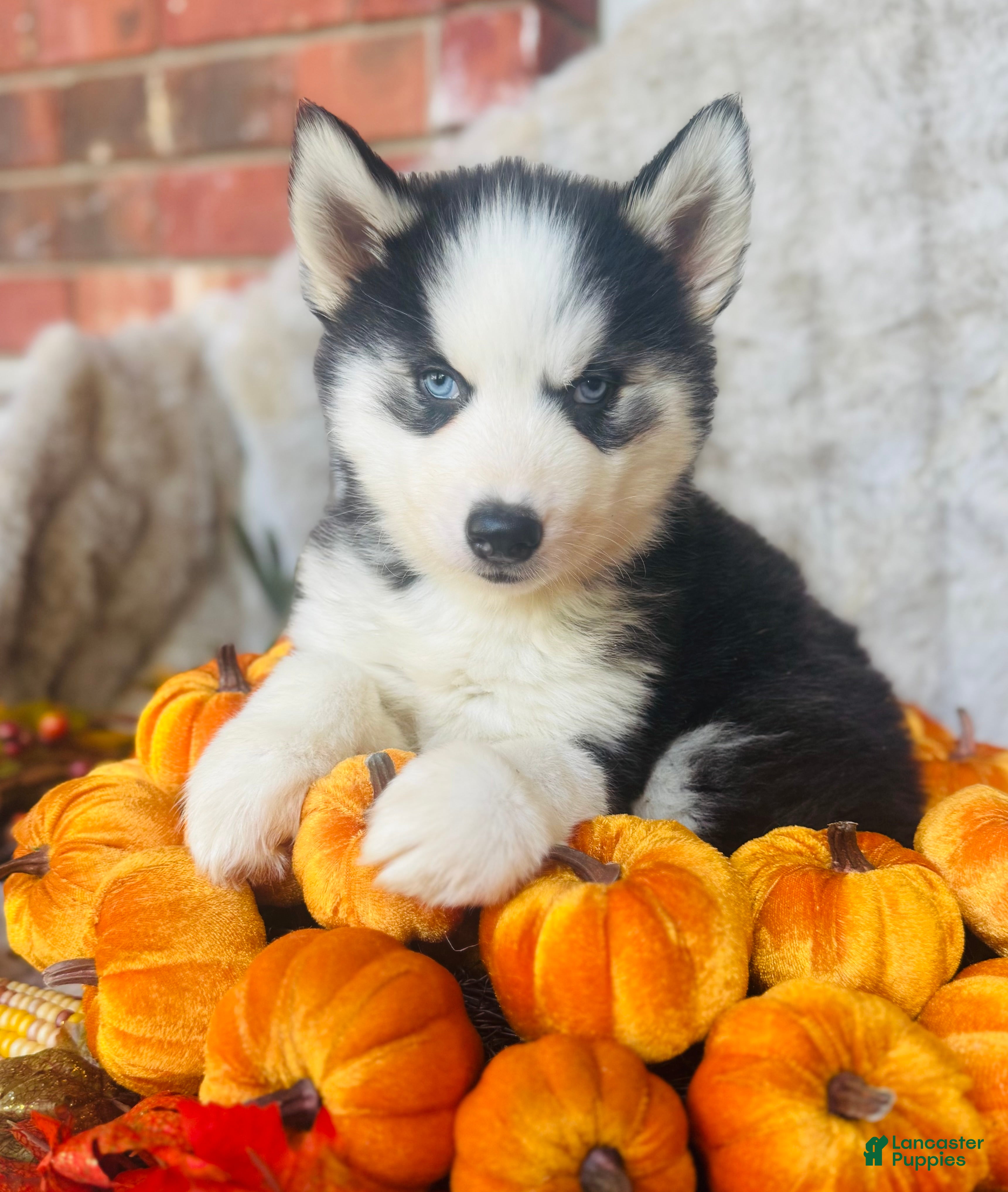 Siberian Husky dogs Siberian Husky Puppy 3 - Ad 9