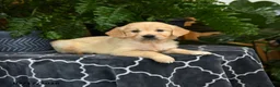 Golden Retriever dogs for sale: Hoover - Ad 2