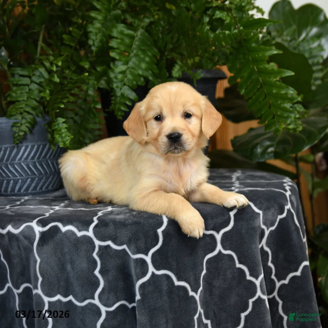 Golden Retriever dogs for sale: Hoover - Ad 2