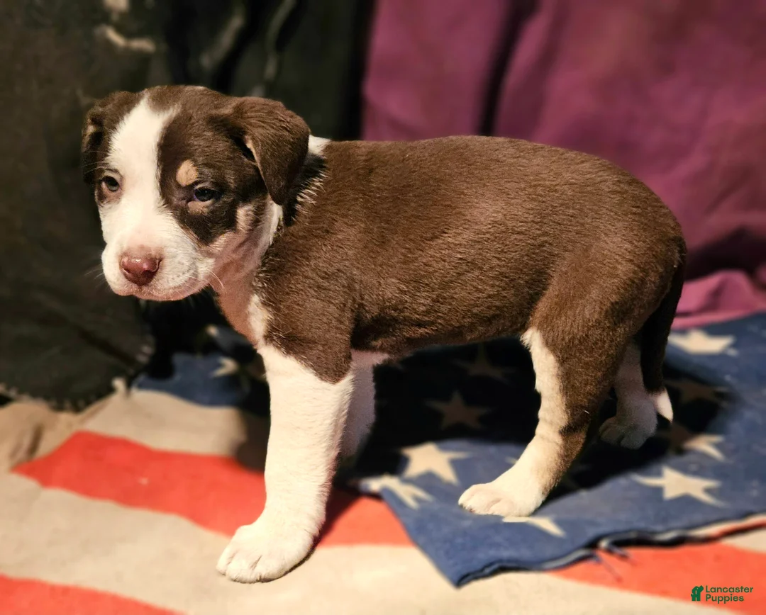 Border Collie dogs for sale: CeeCee (Blue Eyes) - Ad 10