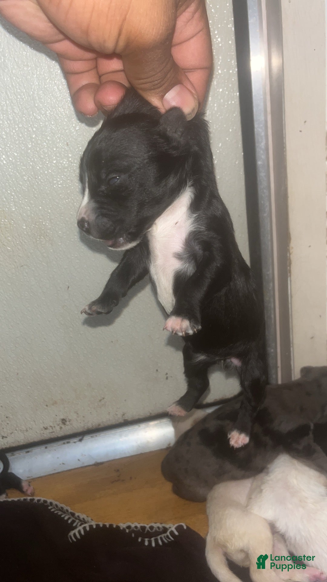 American Pit Bull Terrier dogs Black and mild - Ad 38