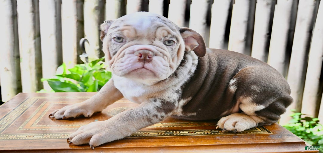 Gallery Image {{count}}