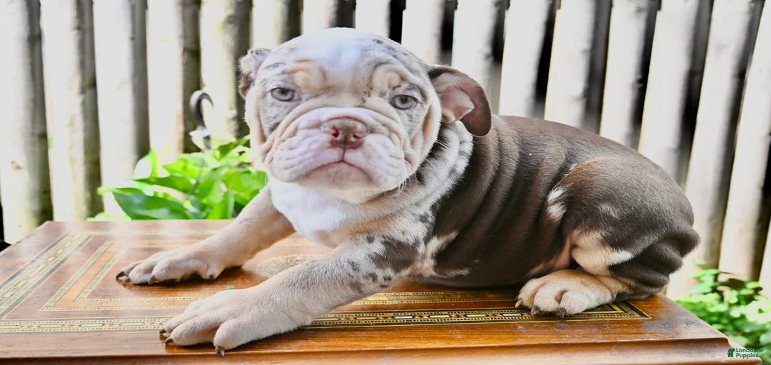 Gallery Image {{count}}