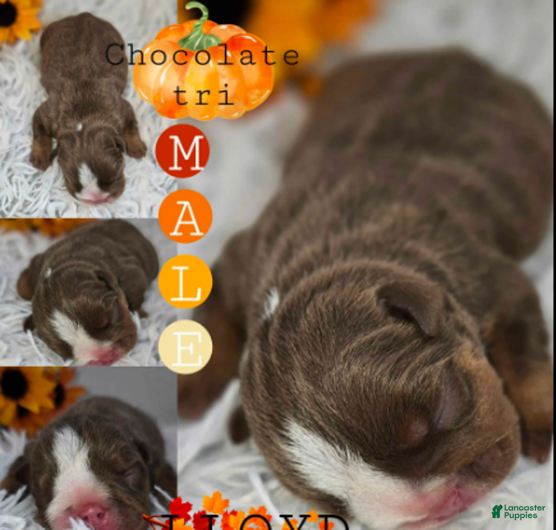 English Bulldog dogs for sale: Lloyd - Ad 1