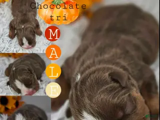 English Bulldog dogs Lloyd - Ad 10