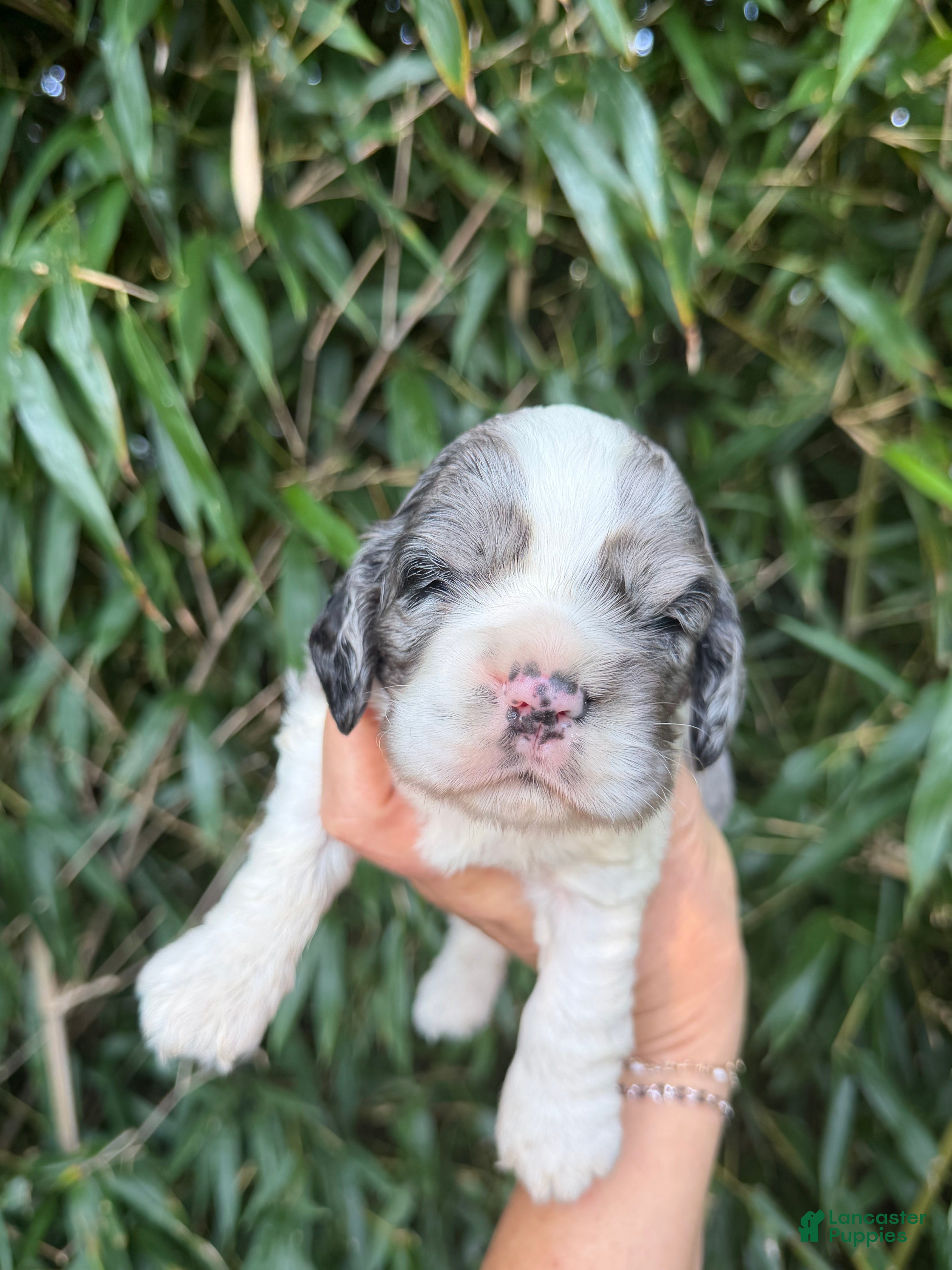 Cocker Spaniel dogs Cocker Spaniel 2 - Ad 9