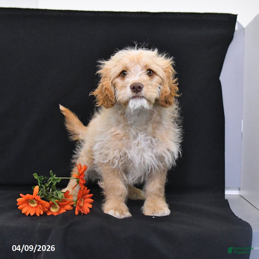 Cavapoo dogs Zeke - Ad 1