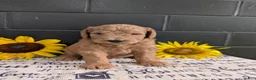 Goldendoodle dogs for sale: Lincoln  - Ad 9