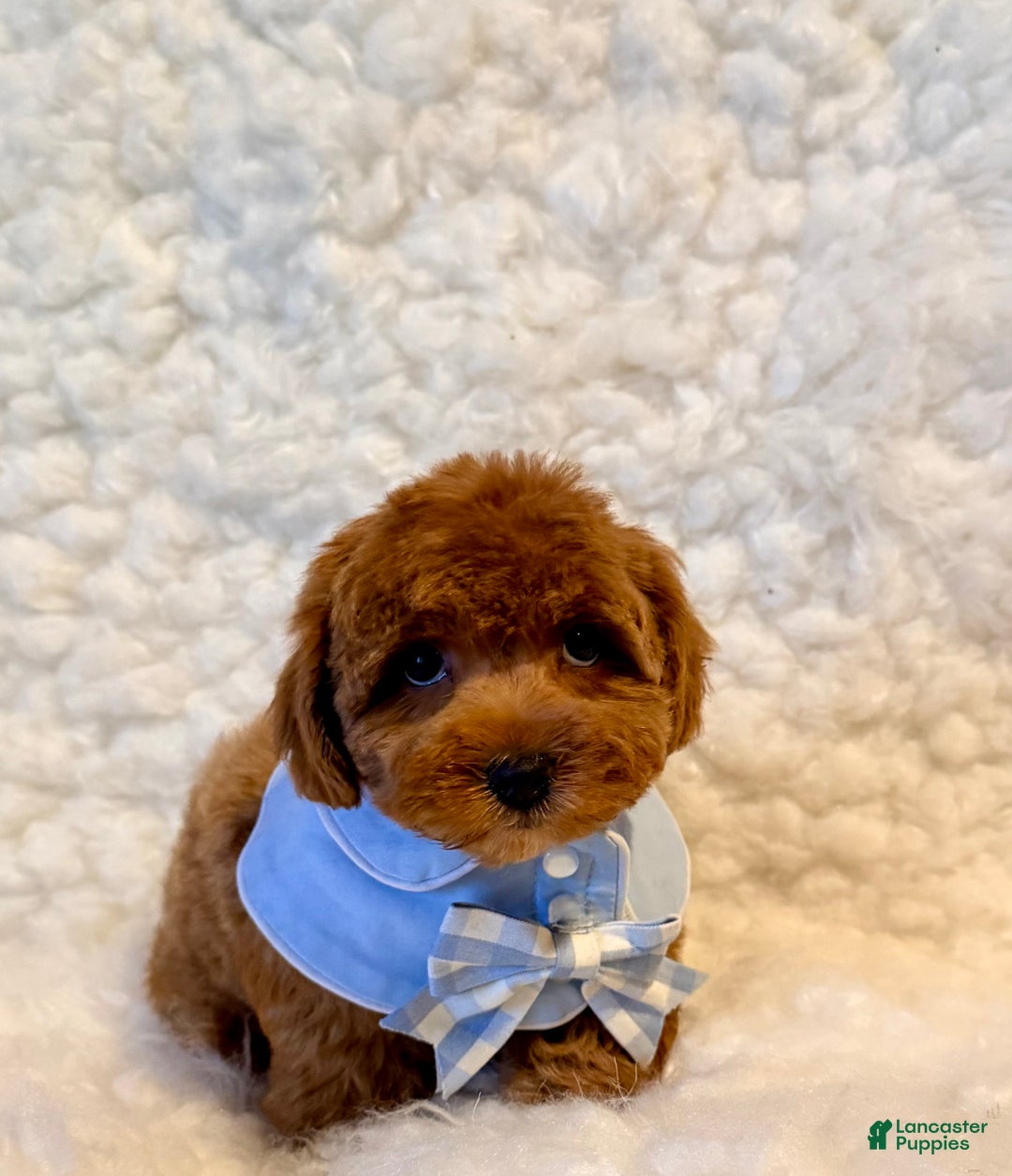 Toy Poodle dogs for sale: Sugar Bear - Ad 4